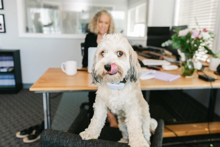 Delaney In Office Seattle is a hotbed for THC toxicity in pets