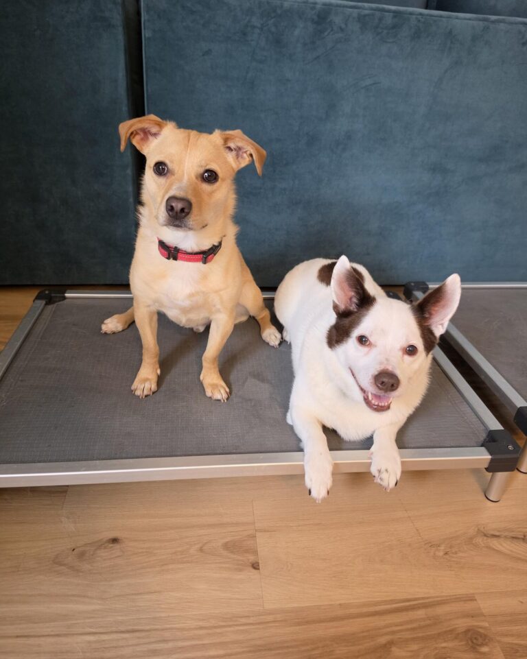 Tamara Garrison's Pups