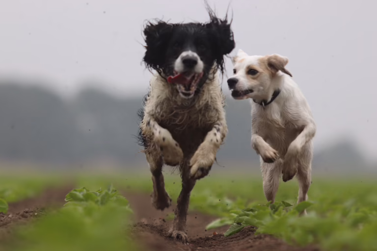 photo 1678419138921 69c1c7a7986c Seattle is a hotbed for THC toxicity in pets